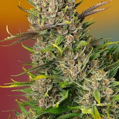 Close-up image of a Papaya Zoap Auto (F) cannabis plant showcasing its dense, frosty buds and vibrant green leaves set against a gradient backdrop of orange and red.