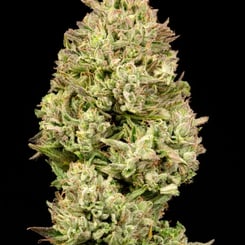 Pilot Light Auto by Atlas Seed