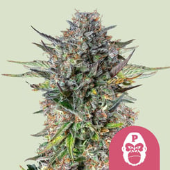 Royal Queen Seeds > Pink Gorilla cannabis seeds, marijuana seeds, weed seeds