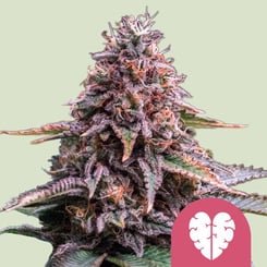 Royal Queen Seeds > Pink Mist Fem cannabis seeds, marijuana seeds, weed seeds