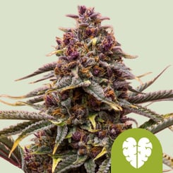 Royal Queen Seeds > Pink Mist Auto cannabis seeds, marijuana seeds, weed seeds