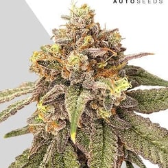 Auto Seeds > Pink Runtz Auto cannabis seeds, marijuana seeds, weed seeds