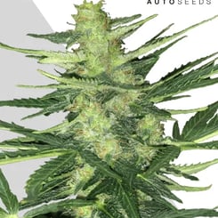 Auto Seeds > Polar Express Auto cannabis seeds, marijuana seeds. weed seeds