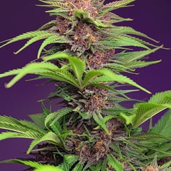 Close-up of a Red Mimosa XL Auto (F) cannabis plant against a purple background, showcasing dense green and purple foliage with numerous buds.