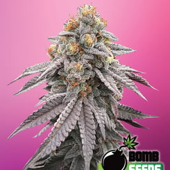 Bomb Seeds > Runtz Bomb cannabis seeds, marijuana seeds, weed seeds