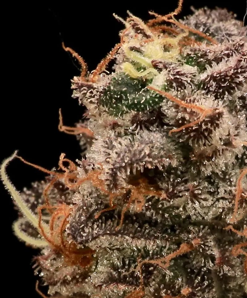 Close-up image of a Sour Cherry Diesel (F) cannabis flower showing dense trichomes and pistils, with a mix of green, purple, and orange colors.