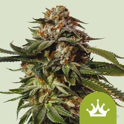 Royal Queen Seeds > Special Queen 1 Auto cannabis seds, marijuana seeds, weed seeds