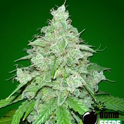 Bomb Seeds > THC Fritters Auto cannabis seeds, marijuana seeds, weed seeds