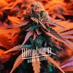 Close-up of a cannabis plant with lush, multicolored leaves and prominent bud. The text "Blimburn Born in 2002" is overlaid on the lower part of the image, highlighting its AUTO-DRAFT heritage.