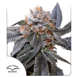 Dutch Passion Seed > Blue Zushi cannabis seeds, marijuana seeds, weed seeds