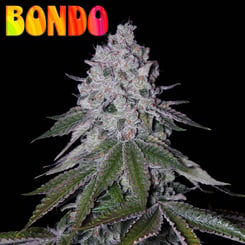 Romulan Genetics Bondo F1, cannabis seeds, marijuana seeds, weed seeds