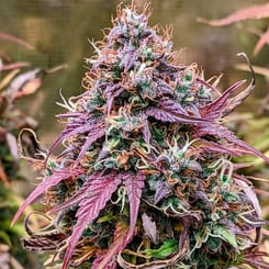 Mephisto Genetics > Grizzly Crinkle Auto Cannabis seeds, marijuana seeds, weed seeds