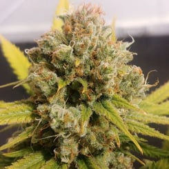 Dutch Passion > Lemon Z cannabis seeds, marijuana seeds, weed seeds