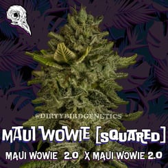 Dirty Bird Genetics Maui Wowie [squared]