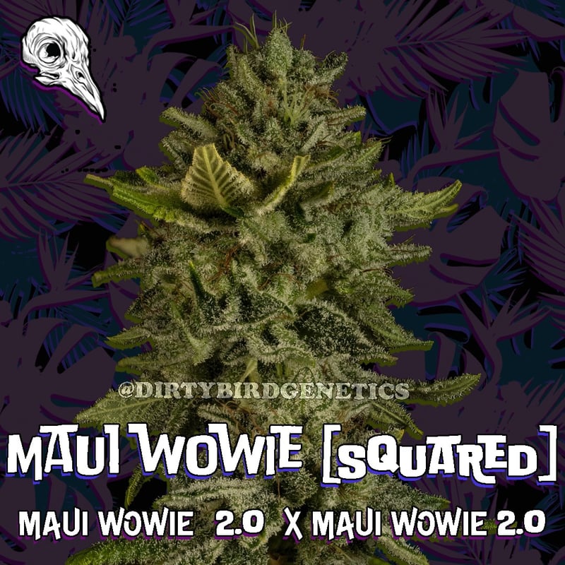 Dirty Bird Genetics Maui Wowie [squared]