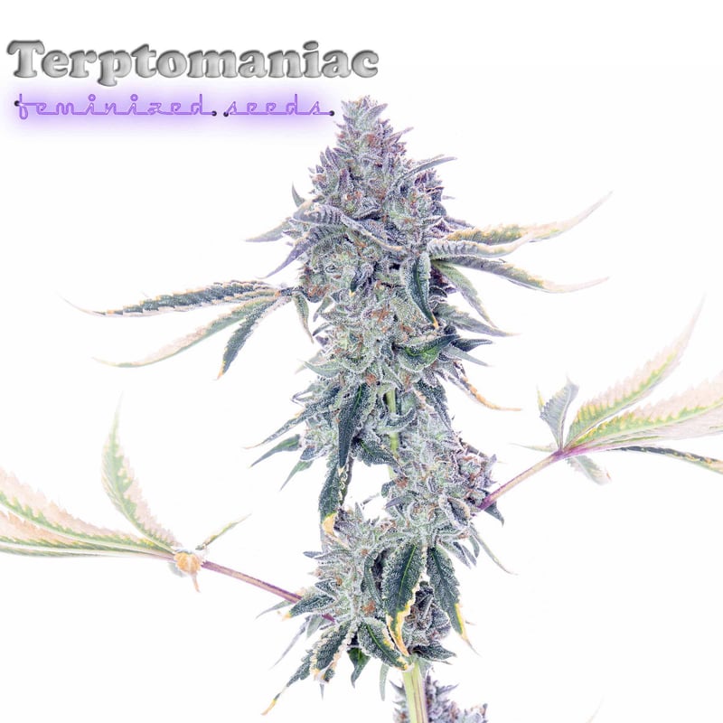 Romulan Genetics Terptomaniac