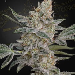 greenhouse seed co super lemon haze x rs11 weed seeds cannabis seeds marijuana seeds