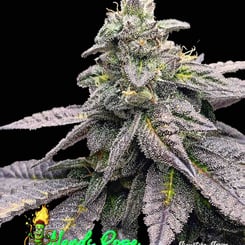 elev8 seeds nerds rope s1 weed seeds cannabis seeds marijuana seeds