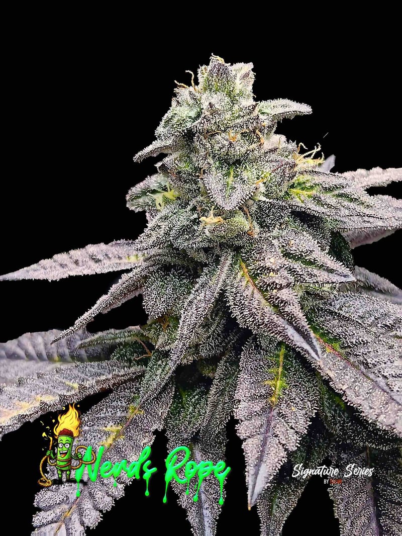 elev8 seeds nerds rope s1 weed seeds cannabis seeds marijuana seeds