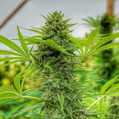 Cali Connection > Clementine Slush cannabis seeds, marijuana seeds, weed seeds