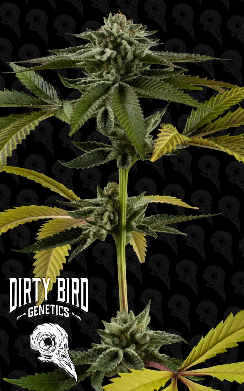 Dirty Bird Genetics Grease Truck