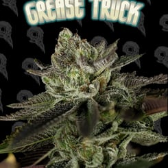 Dirty Bird Genetics Grease Truck Volume 3 Part 1 weed seeds cannabis seeds marijuana seeds