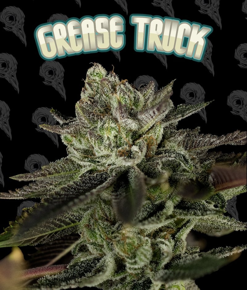 Dirty Bird Genetics Grease Truck Volume 3 Part 1 weed seeds cannabis seeds marijuana seeds