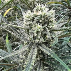 Sticky Finger Seeds Ms Magilla Glue