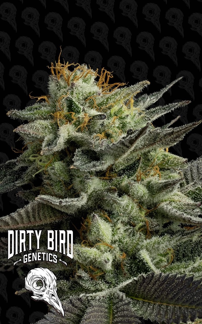 Dirty Bird Genetics Pine Tree Kush