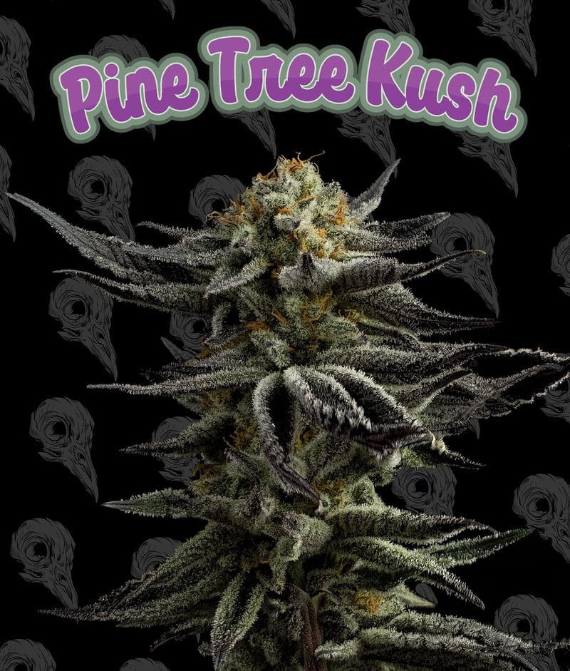 Dirty Bird Genetics Pine Tree Kush