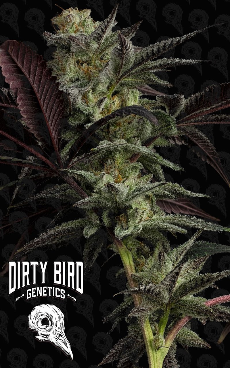 Dirty Bird Genetics Pine Tree Kush