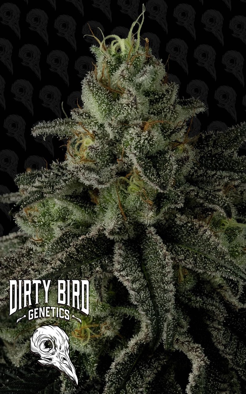 Dirty Bird Genetics Sex Melon