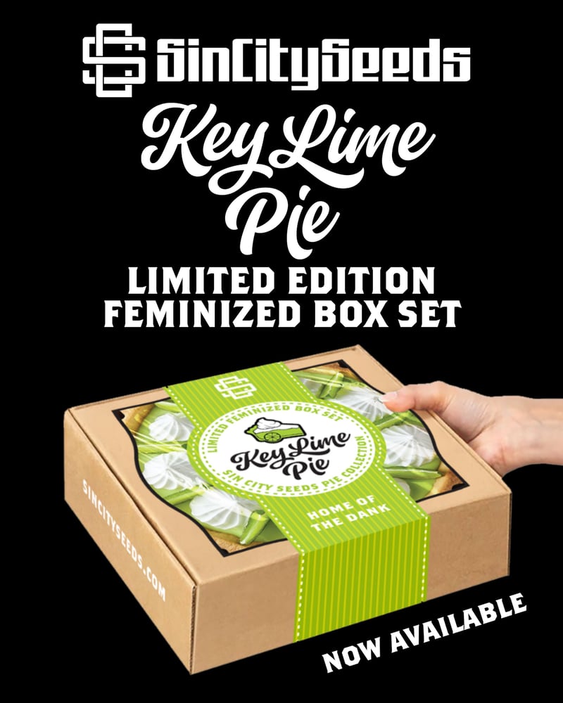 sin city seeds key lime pie drop key lime pie box set weed seeds marijuana seeds cannabis seeds