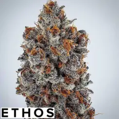 Banana Hammock rbx cannabis seeds by ethos genetics