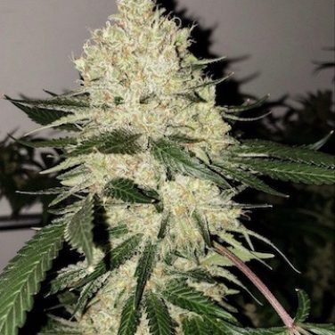Lilac Diesel Bx4