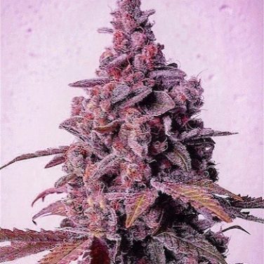 Mandarin Zkittlez