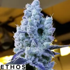 Mandarin Cookies v2 by ethos genetics