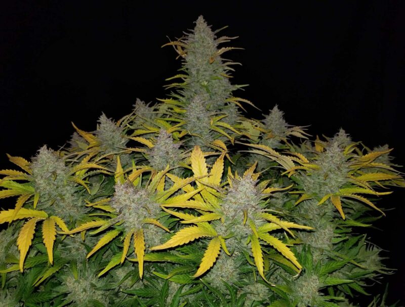 A Rhino Ryder Auto with dense, frosty buds and yellowing leaves against a black background.