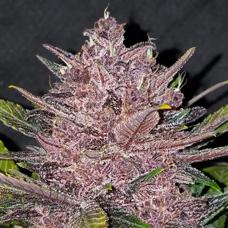 blackberry auto by fastbuds 42