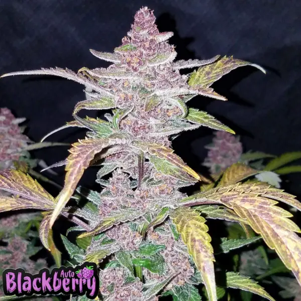 blackberry auto by fastbuds 42