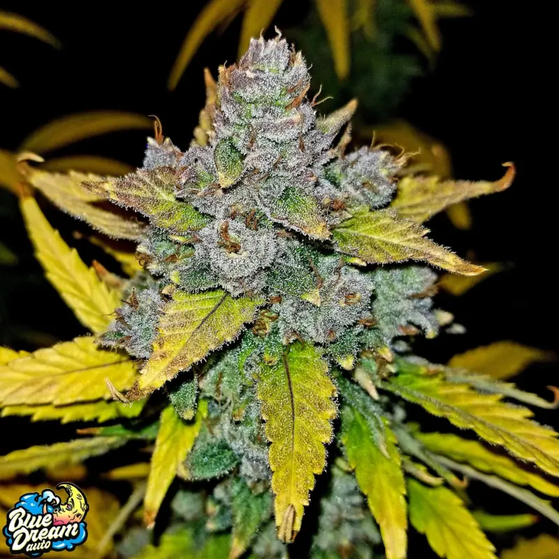 blue dream auto cannabis seeds by fastbuds