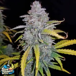 blue dream auto cannabis seeds by fastbuds