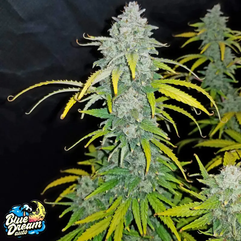 blue dream auto cannabis seeds by fastbuds