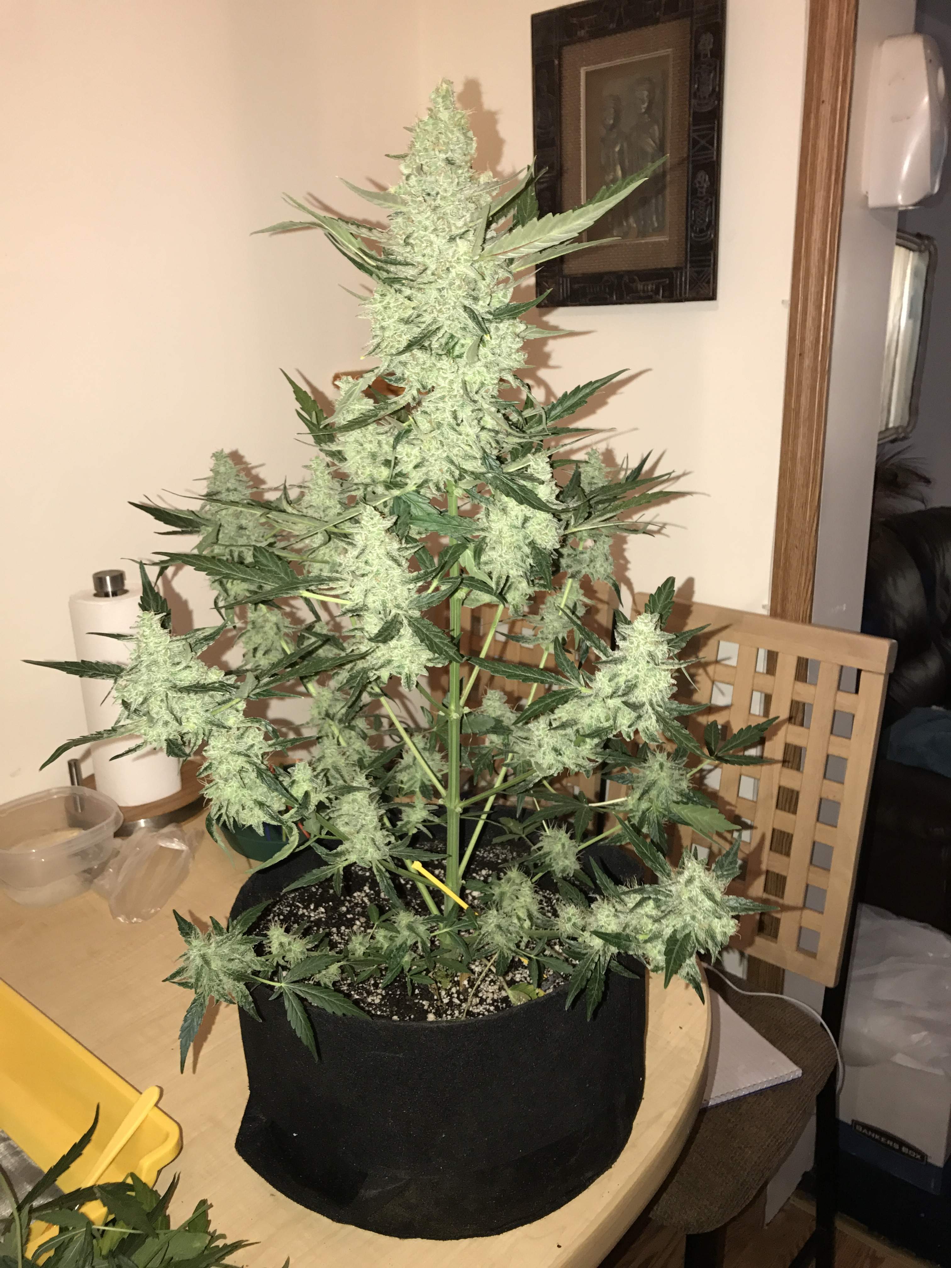 Green Crack Auto | North Atlantic Seed Company
