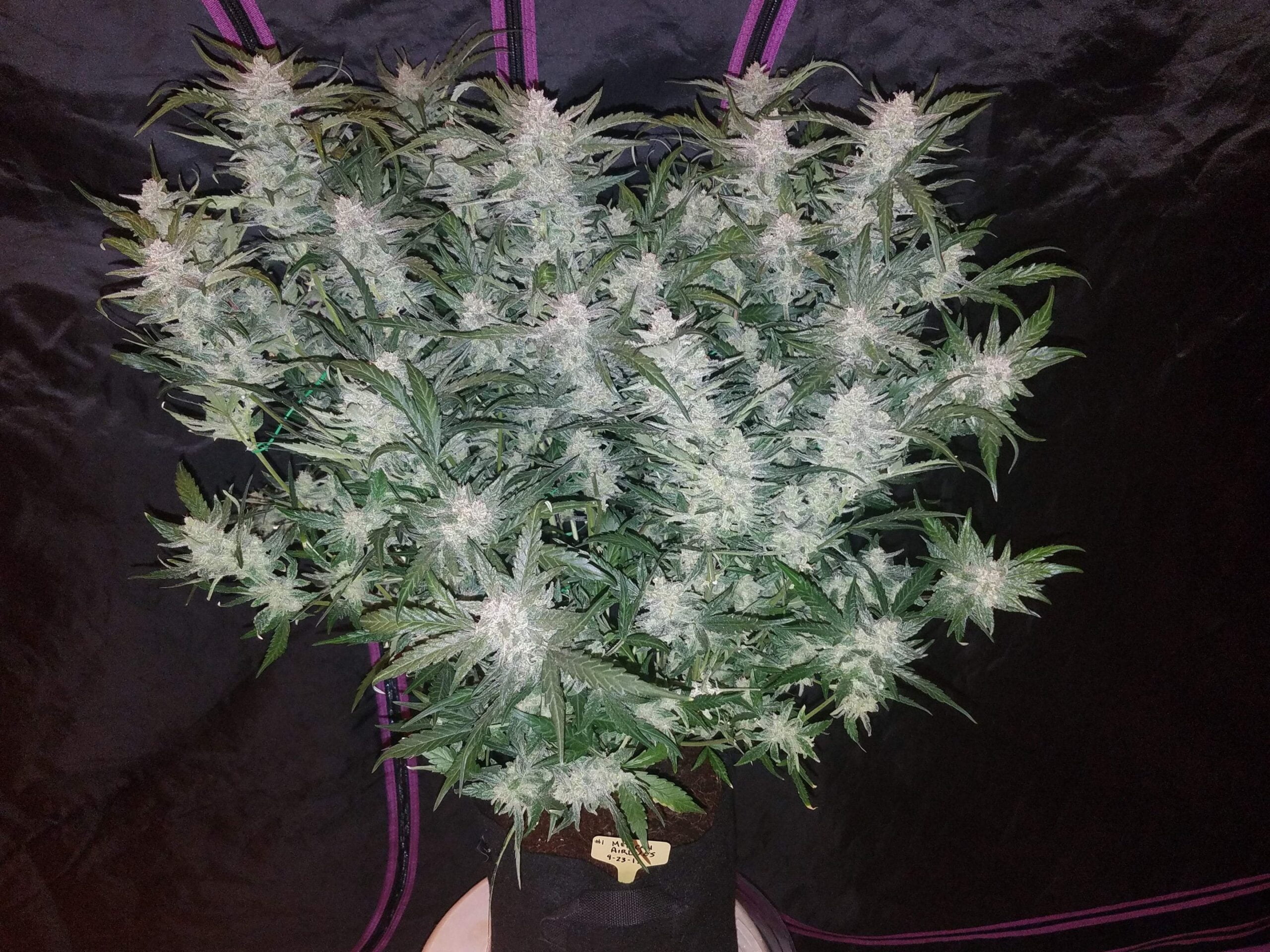 Mexican Airlines Auto Feminised Seeds