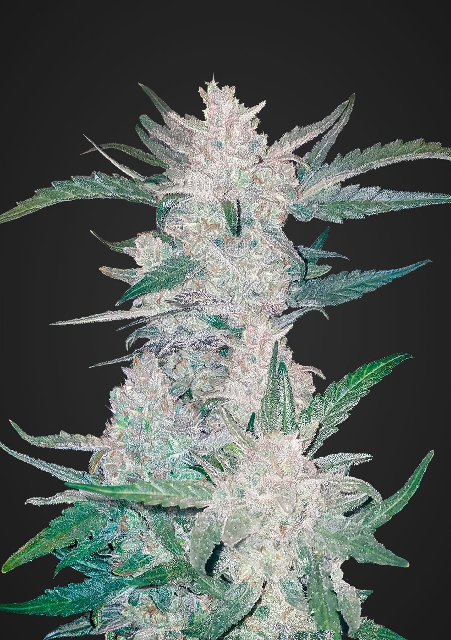 Mexican Airlines Auto » Fast Buds, Fast Buds - Autoflowering, Seeds