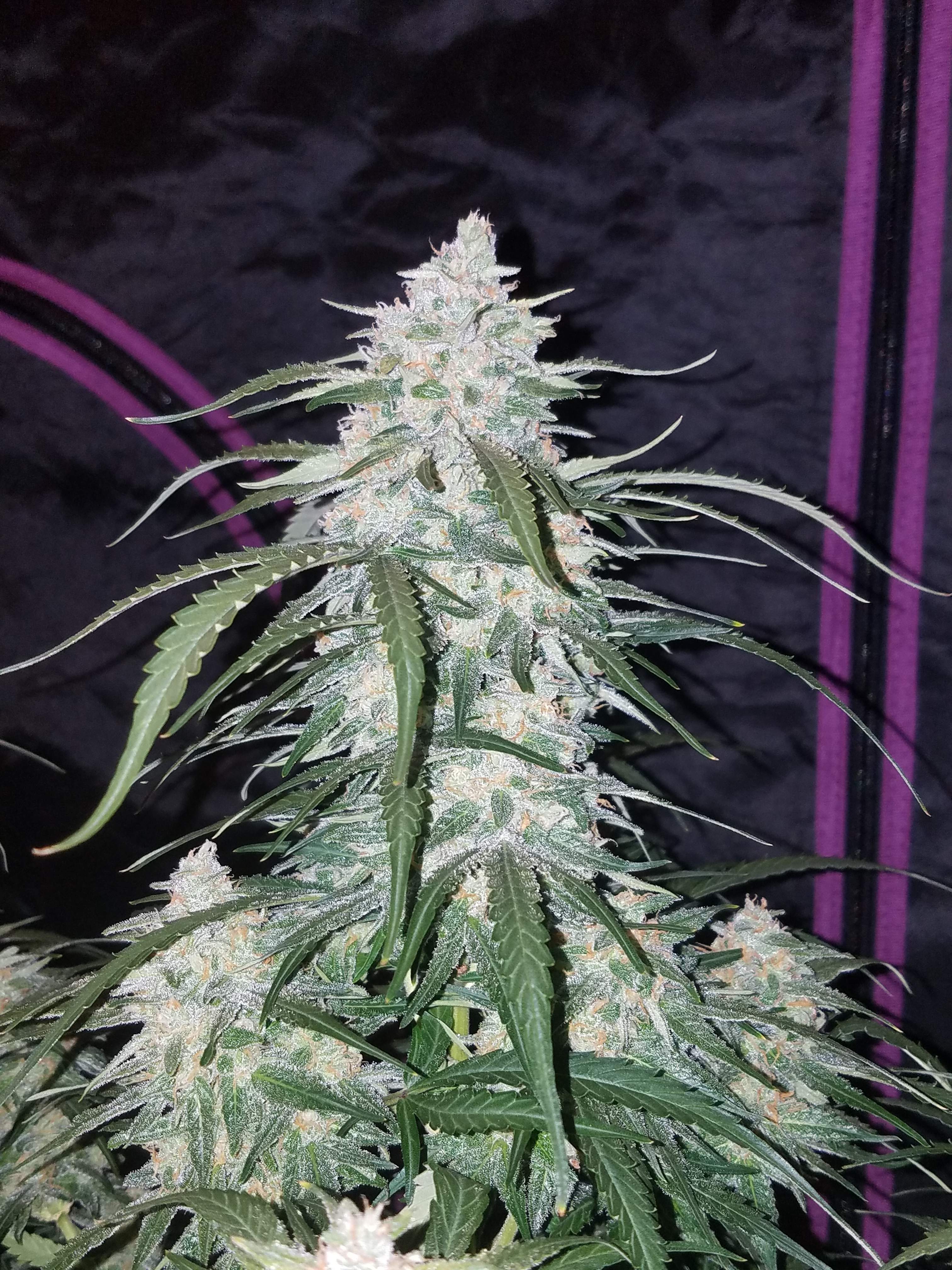 Pineapple Express Auto North Atlantic Seed Company