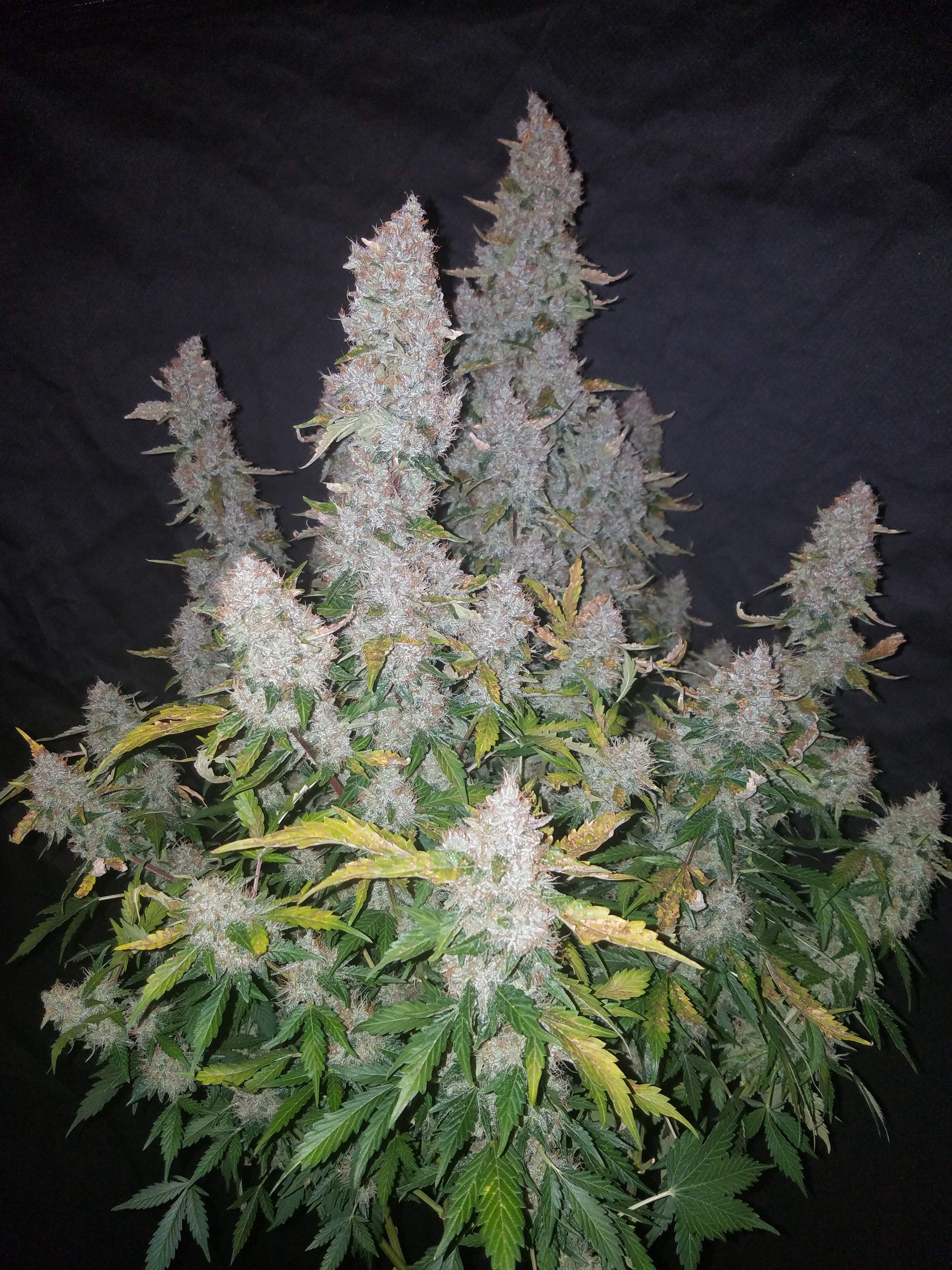 black skull seeds stardawg grow journal week8 by Advanced_Trees -  GrowDiaries