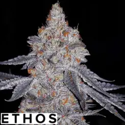 Banana Daddy Cannabis Seeds by Ethos Genetics