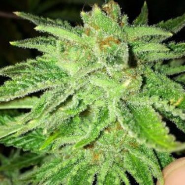 Strawberry OG
